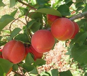 Abricotier 'Bergeron'