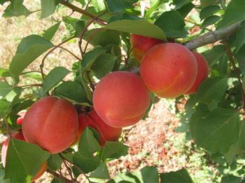 Abricotier 'Bergeron'