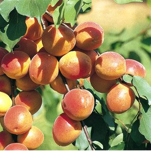 Abricotier 'Polonais'