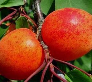 Abricotier 'Rouge du Roussillon'