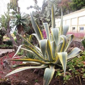 Agave panachée