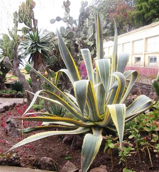 Agave panachée