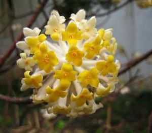Arbre à papier 'Akebono'