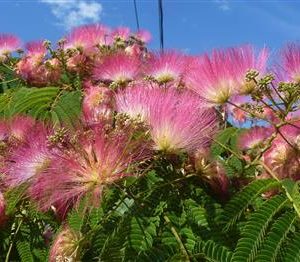 Albizia rouge, Arbre de soie 'Ombrella'