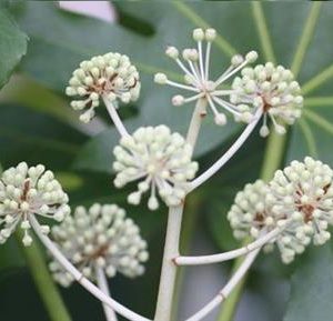 Aralia sieboldii, Fatsia japonica