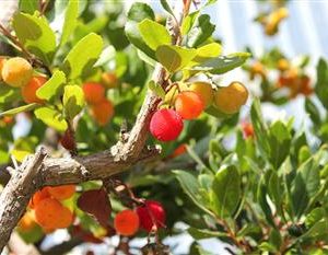 Arbousier, Arbre à fraises "compactum"