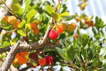 Arbousier, Arbre à fraises "compactum"