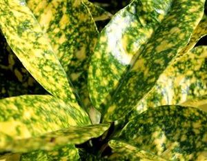 Aucuba du japon 'Crotonifolia'