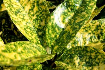 Aucuba du japon 'Crotonifolia'