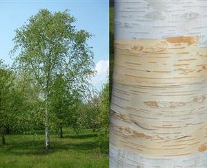 Bouleau de l'himalaya 'Jacquemontii'