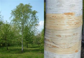 Bouleau de l'himalaya 'Jacquemontii'