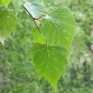 Bouleau pleureur 'youngii'