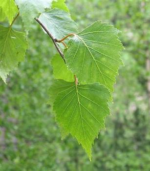 Bouleau pleureur 'youngii'