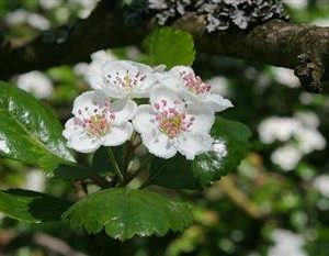 Aubépine, épine à fleurs (CRATAEGUS)
