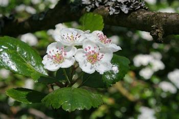 Aubépine, épine à fleurs (CRATAEGUS)