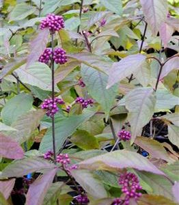 Callicarpa "profusion"