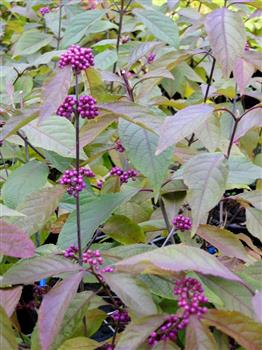 Callicarpa "profusion"