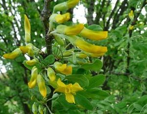 Caraganier de Sibérie