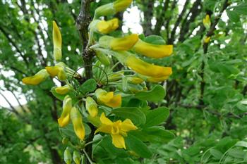 Caraganier de Sibérie
