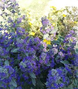 Caryoptéris "Grand Bleu"