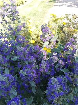 Caryoptéris "Grand Bleu"