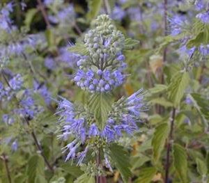 Caryopteris 'Heavenly blue'