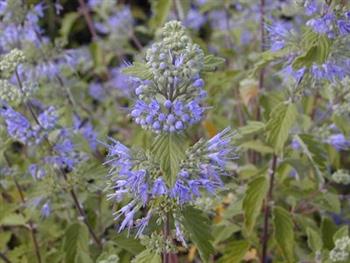 Caryopteris 'Heavenly blue'