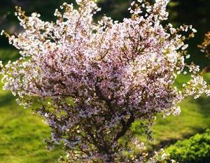 Cerisier à fleur nain 'Kho Jo No Maï'
