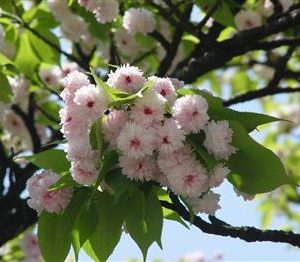 Cerisier à fleurs 'Amanogawa'