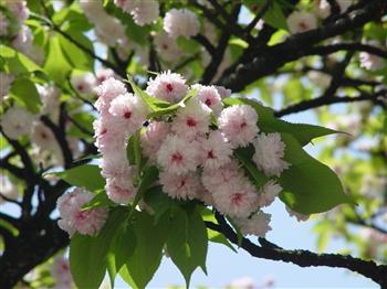 Cerisier à fleurs 'Amanogawa'