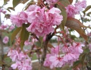 Cerisier à fleurs 'kazan'