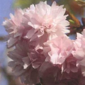 Cerisier à fleurs pleureur "kiki shidare Sakura"