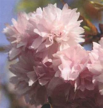 Cerisier à fleurs pleureur "kiki shidare Sakura"