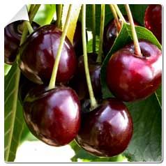 Cerisier bigarreau 'Burlat'