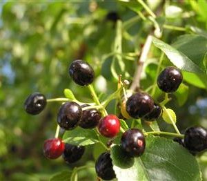 Cerisier de Sainte Lucie