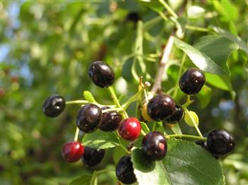 Cerisier de Sainte Lucie