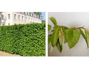 Charme commun ou charmille