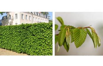 Charme commun ou charmille