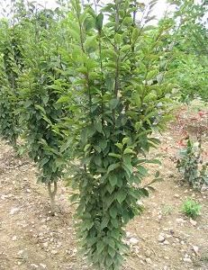 Charme pyramidal 'fastigiata'