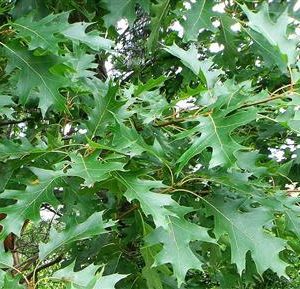 Chêne rouge d'amérique