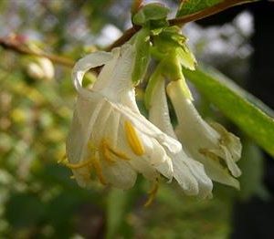 Chèvrefeuille d'hiver