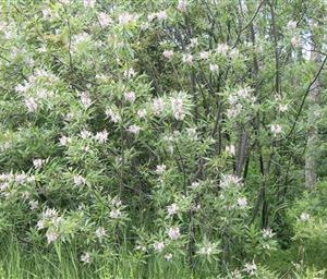 Chitalpa 'pink Dawn'