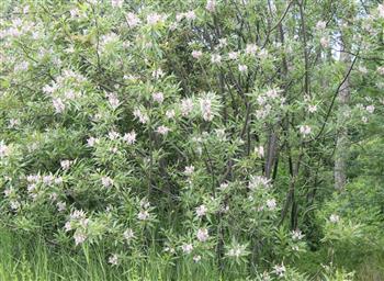 Chitalpa 'pink Dawn'