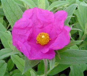 Ciste pulvérulent 'Sunset'