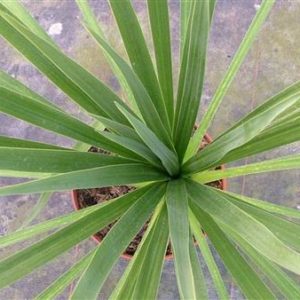 Cordyline verte, dracaena indivisa
