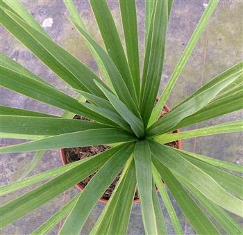 Cordyline verte, dracaena indivisa