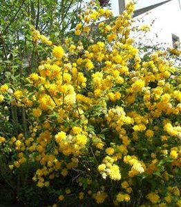 Corête du japon à fleurs doubles, Kerria