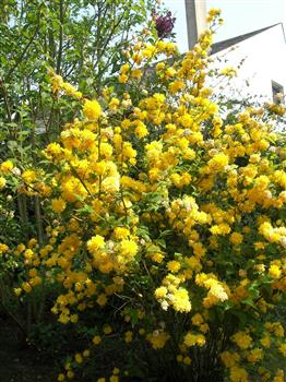 Corête du japon à fleurs doubles, Kerria