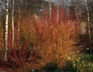 Cornouiller "Winter Beauty"