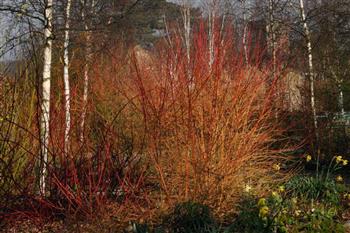 Cornouiller "Winter Beauty"